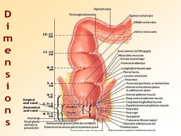 anatomy-of-rectum-8-728.jpg