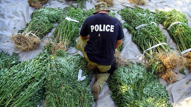 637001-police-drug-raid-cannabis-640x361.jpg