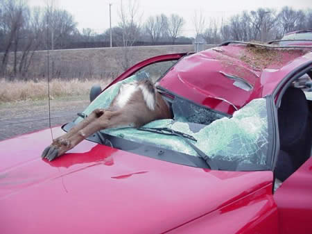 deer-windscreen.jpg