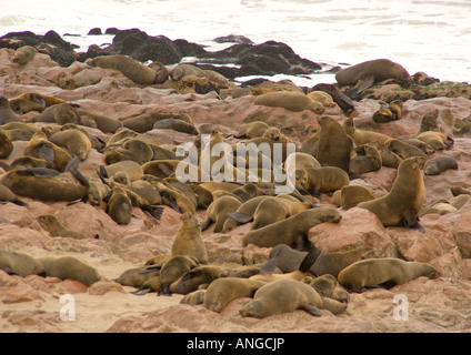 cape-fur-seals-on-rocky-atlantic-shore-at-cape-cross-in-national-west-angcjp.jpg