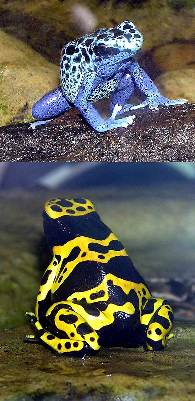621px-Blue-poison.dart.frog.and.Yellow-banded.dart.frog.arp.jpg
