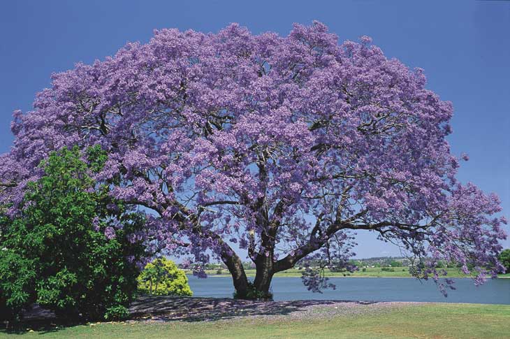 jacaranda+tree+lovely+symmetrical.jpg