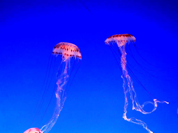 jellyfish03.jpg
