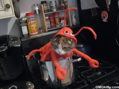 cute-lobster-cat2-400x300.jpg