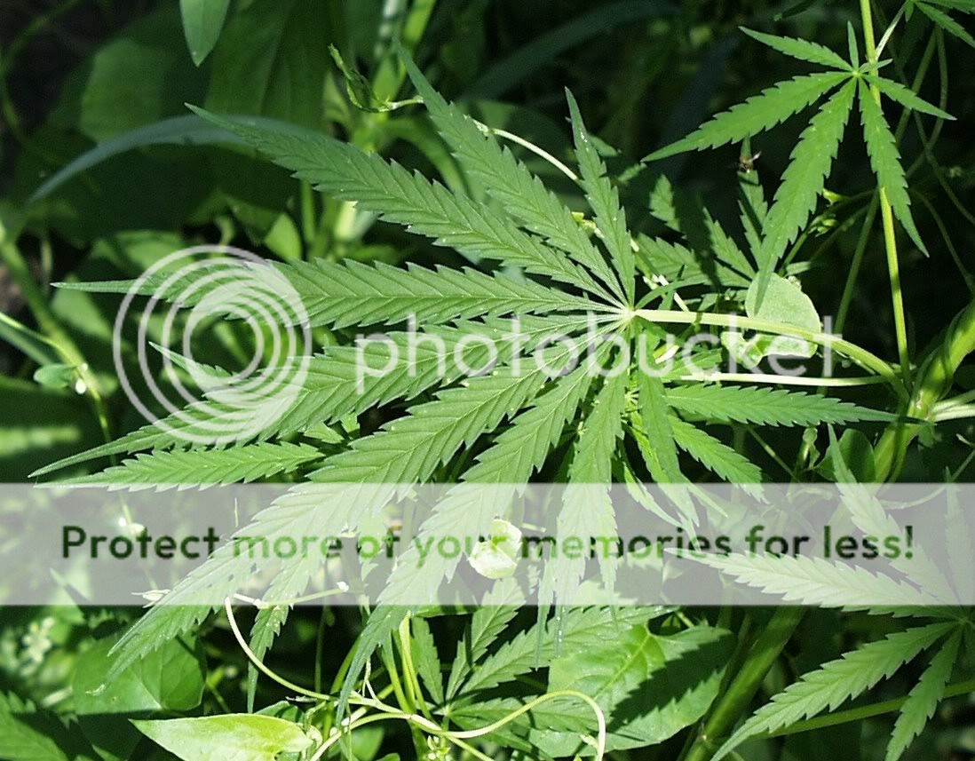 Marijuana.jpg