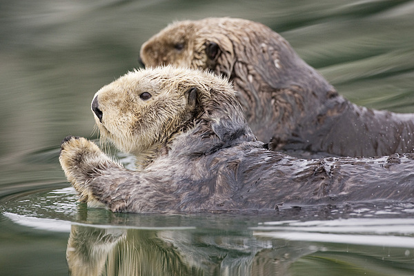 sea-otters-swimming-tim-grams.jpg