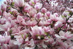 magnoliablossoms.jpg
