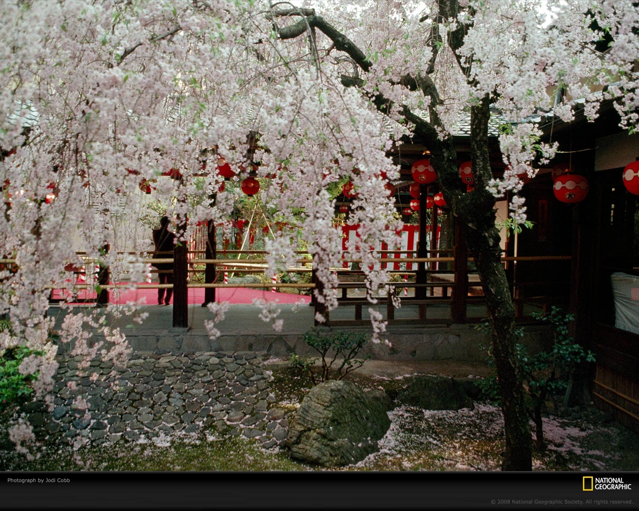 cherry-blossom-tree-value2.jpg