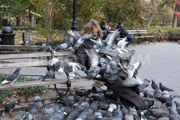 1384228785-larry-the-pigeon-man-of-washington-square-park-_3208129.jpg