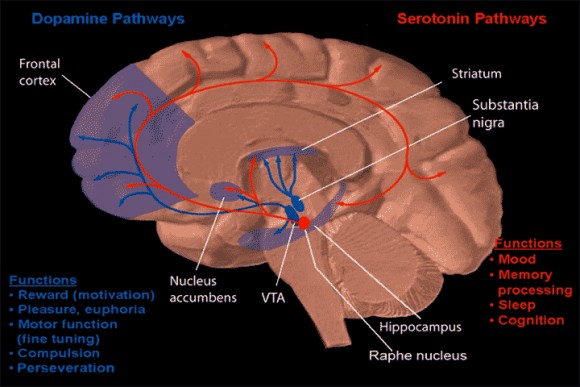 dopamine_and_serotonin_pathways.jpg