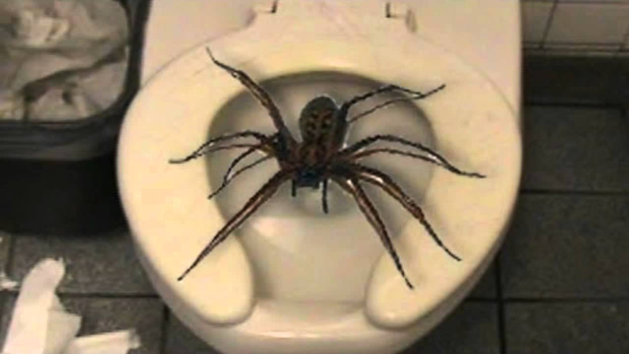 giant-huntsman-spider_toilet.jpg