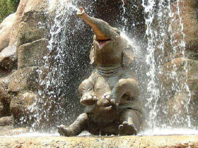 cute-baby-elephant-5.jpg