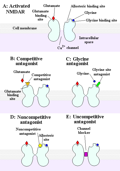 NMDA_receptor_activation_and_antagonists.PNG