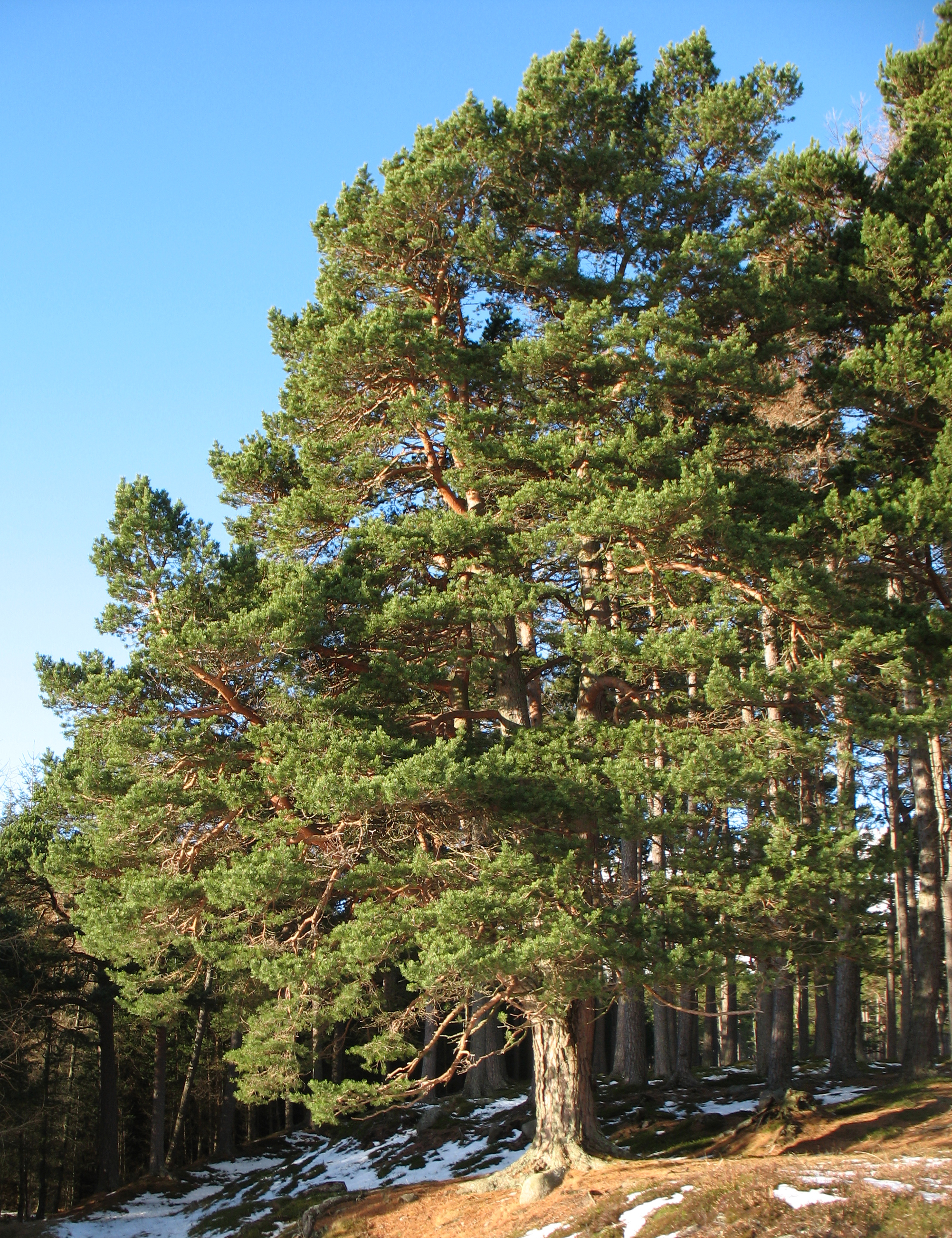 Pinus_sylvestris_Glenmuick.jpg