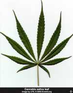 cannabis_leaf_sativa1_sm2.jpg