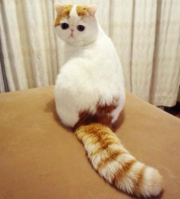 cutest-cat-ever-snoopy-tail.jpg