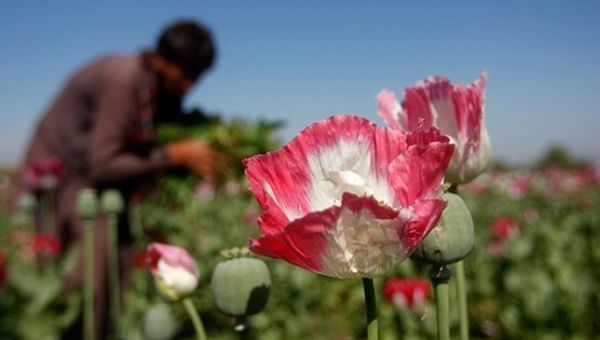 afghanistan-opium-record-un_crop.jpg_1718483346.jpg