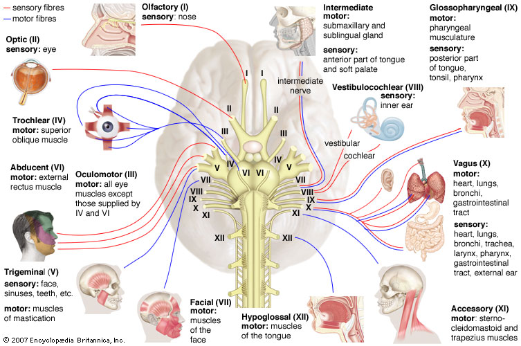 12-cranial-nerves.jpg
