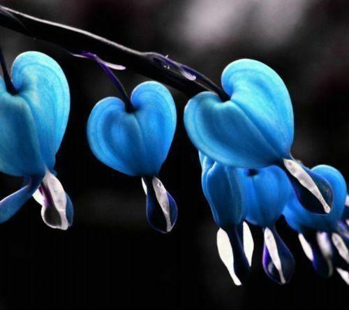 25-blue-bleeding-heart-seeds-2_1024x1024.jpg