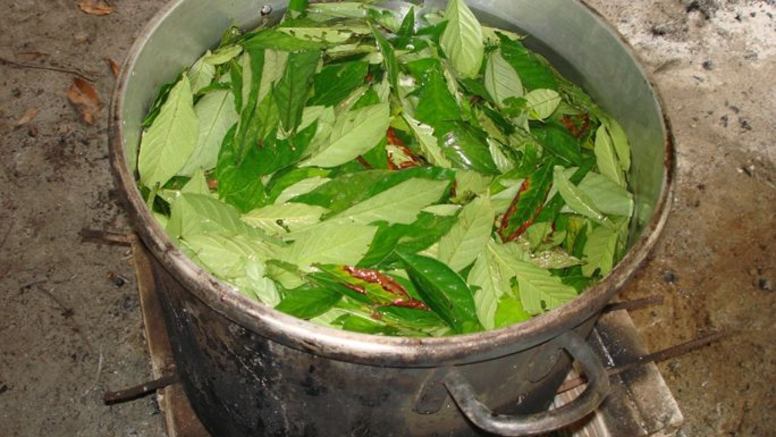 ayahuasca-leaves-in-the-pot-684.jpg
