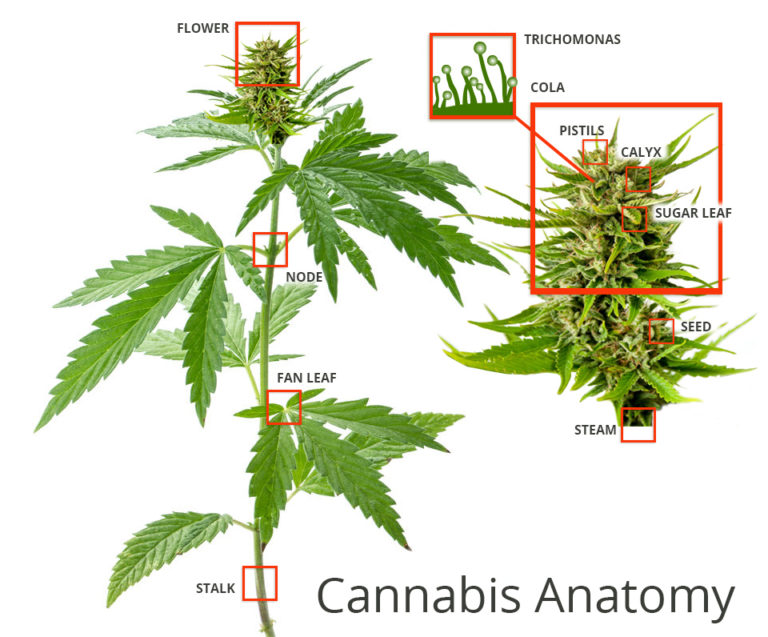 cannabis-anatomy-768x637.jpg