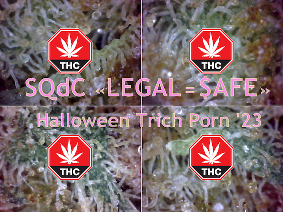 SQd-C-legal-is-safe-slogan-Halloween-Trich-Porn-of-23.png
