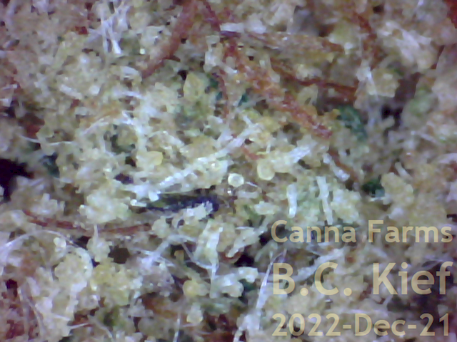 Canna-Farms-B-C-Kief-2022-Dec-21-640x480.png
