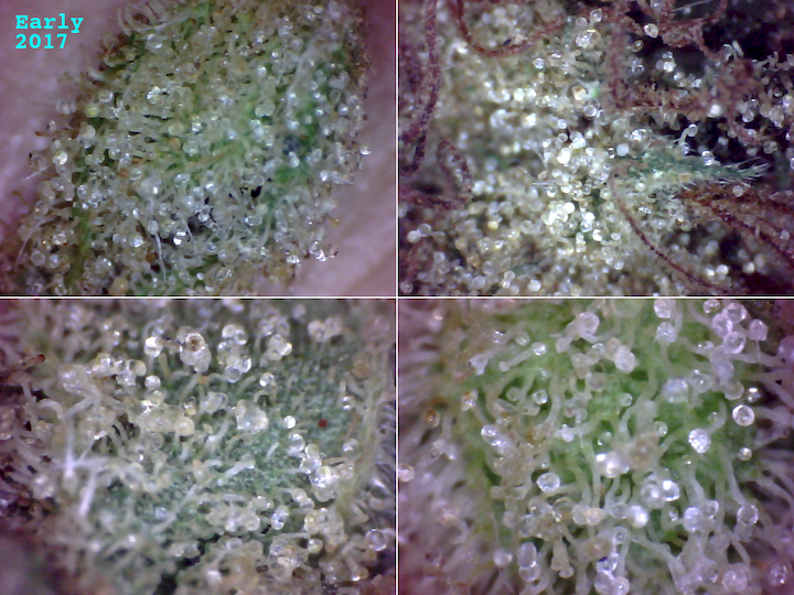 Qu-beker-Trichomes-before-Trudeau-Early-2017-720x540.png