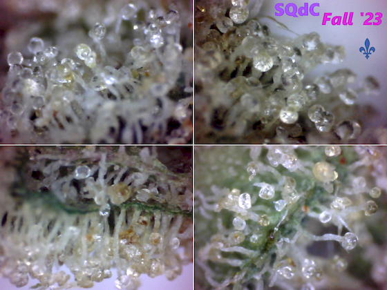 SQd-C-legal-is-safe-slogan-Fall-23-trichomes-saved-in-extremis-from-insect-bites-560x420.png