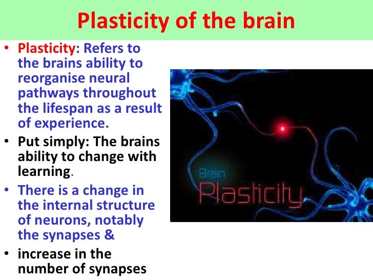 plasticity-of-the-brain-vce-u4-psychology-1-728.jpg