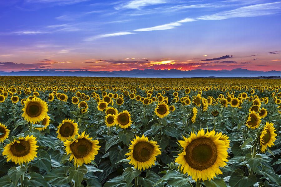 mountain-sunset-over-sunflower-fields-teri-virbickis.jpg