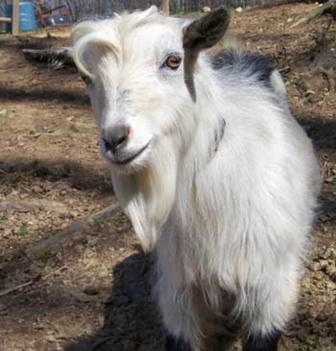 goat-breeds.jpg