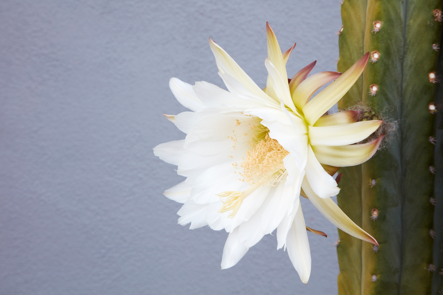 Flora+Grubb+Gardens+San+Pedro+cactus+huge+white+flower+for+San+Francisco+landscape+design.png