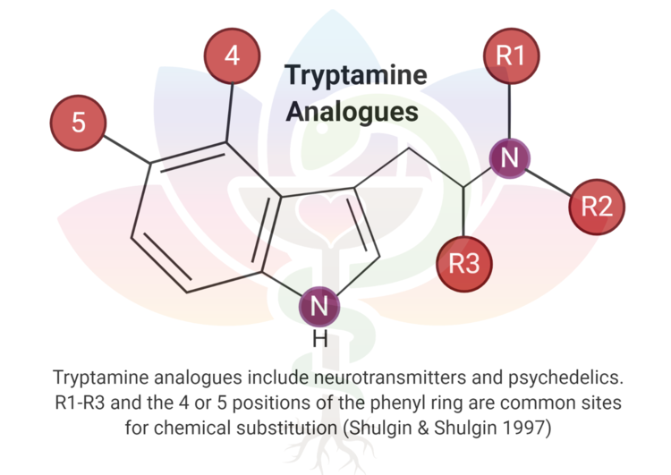 Tryptamine+Analogues.png