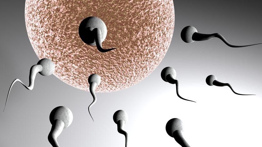 Sperm swimming towards an egg
