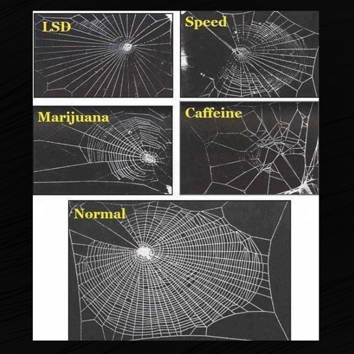 Was One of These Webs Spun by an LSD-Tripping Spider? | Snopes.com