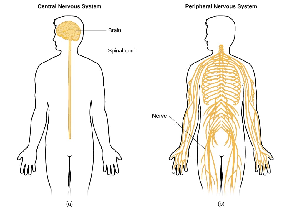peripheral-nervous-system-managing-pain-with-cannabis.jpg