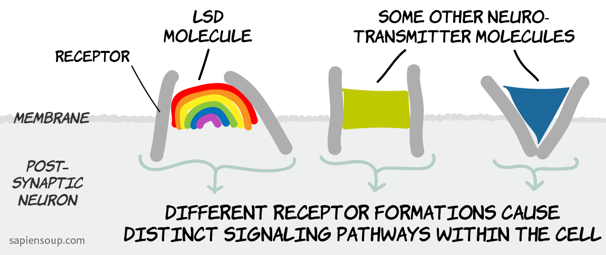 ligand-dependent-signaling-of-receptor@2x.png