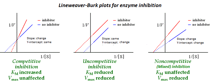 Enzyme_Inhibition_lineweaver-burk_plots.gif