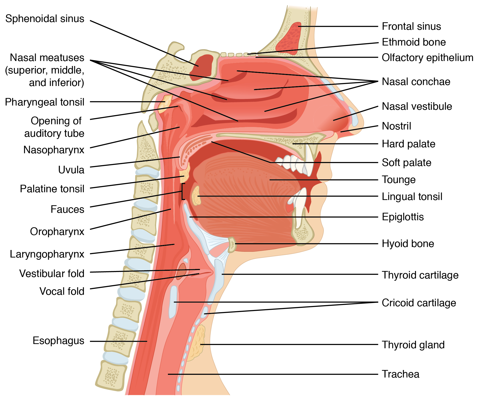 2303_Anatomy_of_Nose-Pharynx-Mouth-Larynx.jpg