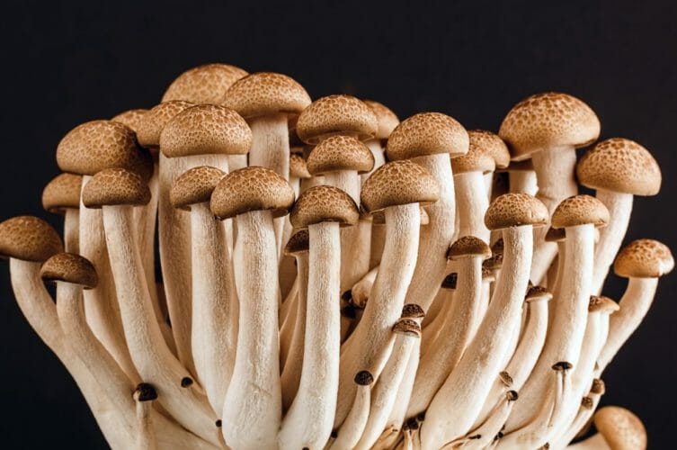 brown-mushroom-53494-753x500.jpg