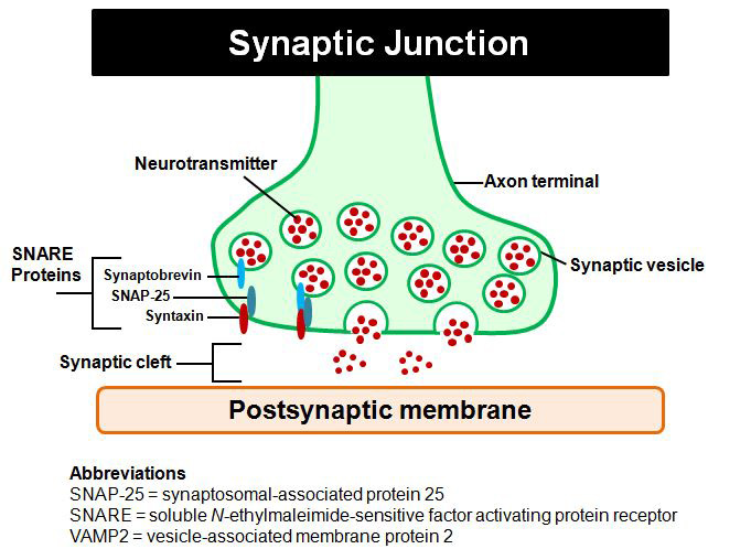 synapticimg.jpg