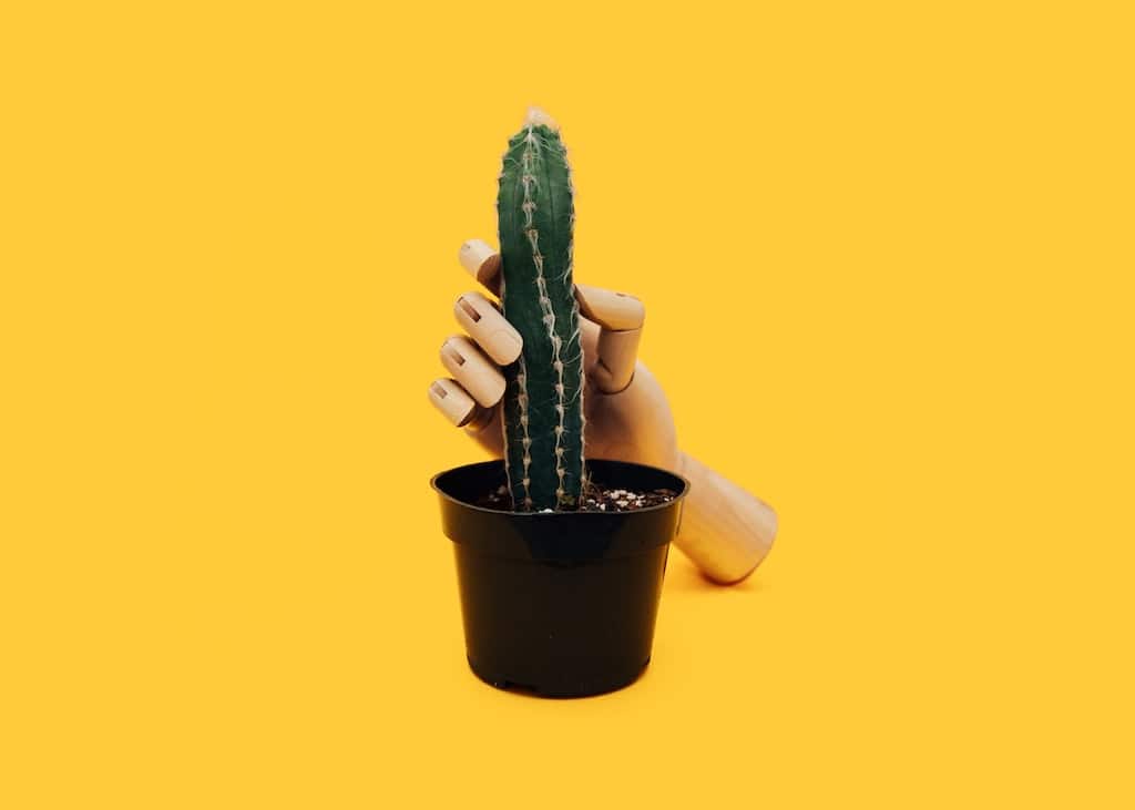 3-com-hand-holding-a-cactus-how-psychedelics-impact-your-sex-life.jpg