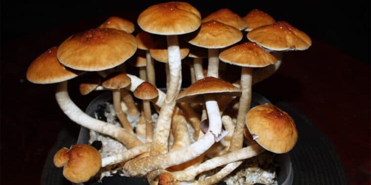 Psilocybe-cubensis-mushrooms-750x375.jpg