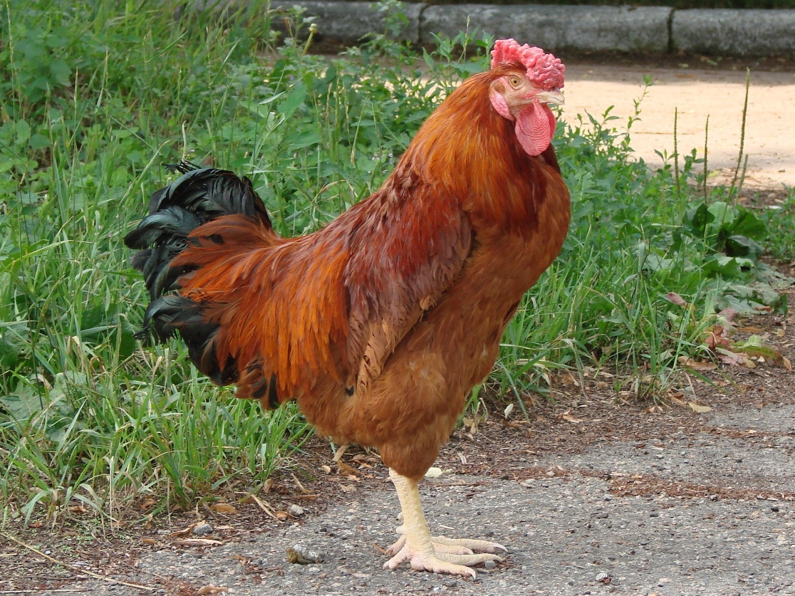 Poltava_chicken_breed_male1.jpg