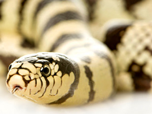 snake-totem-300.jpg