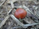 dscn4563.jpg