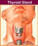 thyroid1.jpg