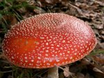 fly mushroom2.jpg
