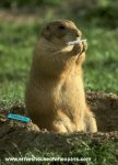 rollinrodent.jpg